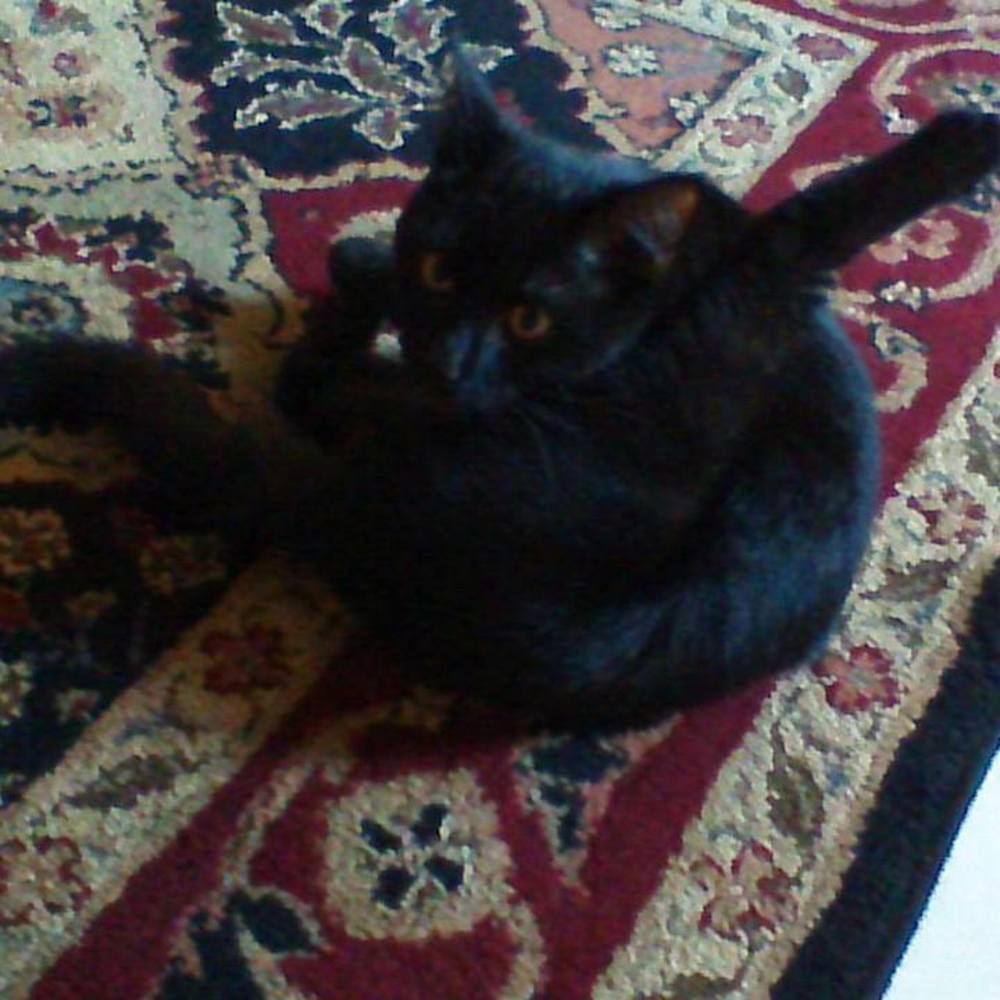 Meet your Posher, Janet